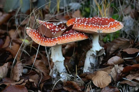 飞木耳，蘑菇，植物，红色，白色，秋叶