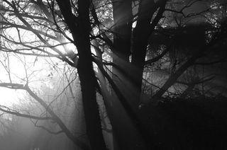 黎明，阳光，太阳的光，日落，树