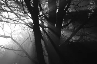 黎明，阳光，太阳的光，日落，树