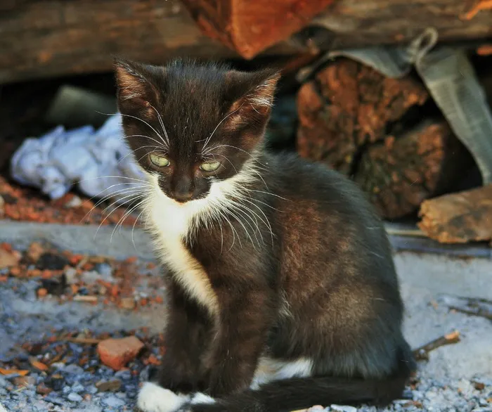小猫，小，猫，黑色，白色，胆小，可爱，猫的