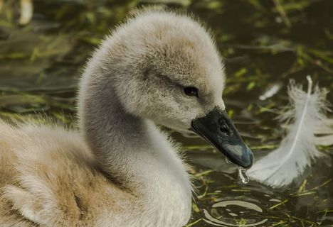 天鹅，野生自然，鸟类