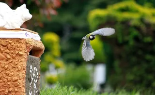 山雀，鸟，飞，飞行，饲料，动物，自然