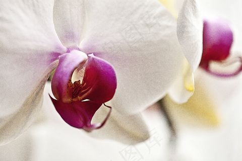 兰花，兰花，花，盛开，东方花