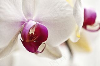 兰花，兰花，花，盛开，东方花