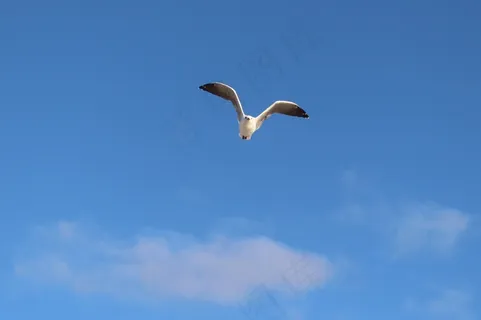 海鸥，飞行，翼拍，天空，海岸