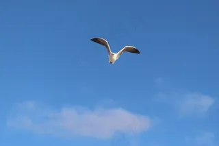 海鸥，飞行，翼拍，天空，海岸
