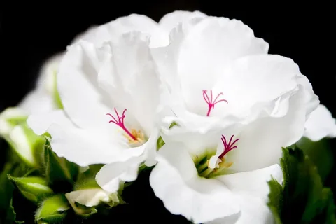 开花,Edelgeranie,天竺葵,关闭,紫 开花,Edelgeranie,天竺葵,关闭,紫