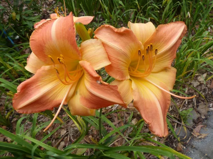 百合，橙色，开花，百合，鲜花，盛开