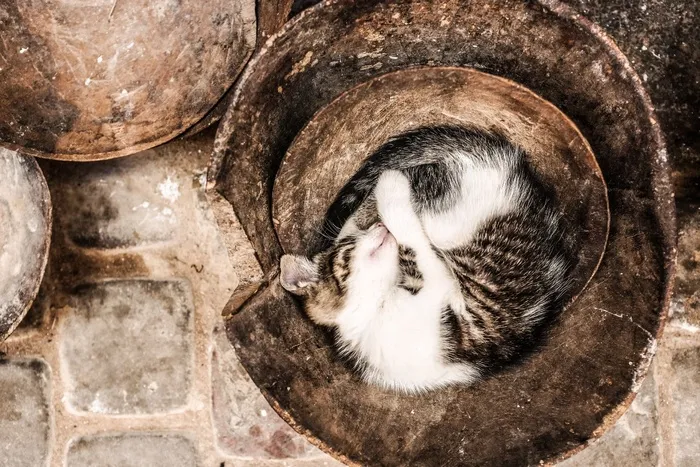 猫，睡觉，累，动物，可爱，宠物，家养