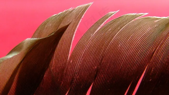 春天，鸟，全身羽毛，棕色，图案，关闭，动物