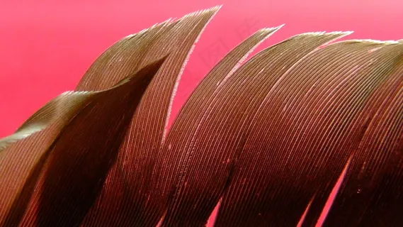 春天，鸟，全身羽毛，棕色，图案，关闭，动物