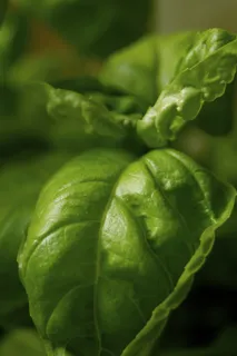 草药,罗勒,绿色,炸,生物,吃,食品,厨师 草药,罗勒,绿色,炸,生物,吃,食品,厨师