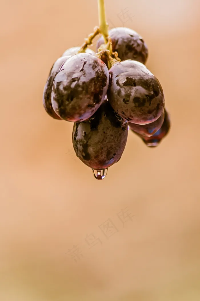 葡萄，黑色，食品，水果，红酒，白色，红色，藤