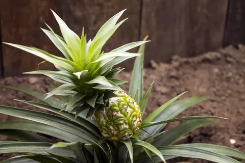 菠萝,水果,植物,自然,植物,花园 菠萝,水果,植物,自然,植物,花园