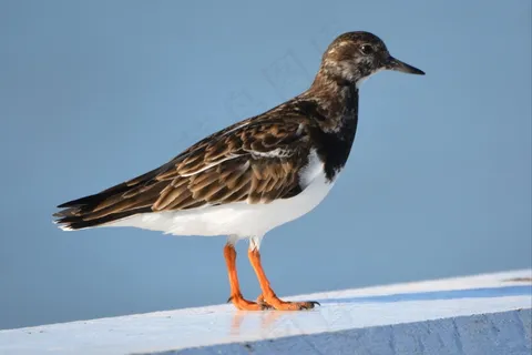 鸟,动物,自然,红润的Turnstone 鸟,动物,自然,红润的Turnstone