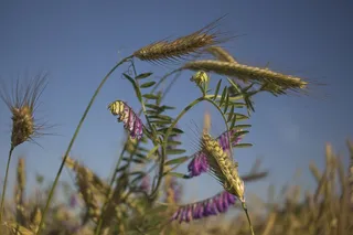 夏天，玉米，收获，仇，天空，自然，农业