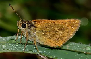 蝴蝶，蝴蝶，西尔文努斯，宏，性质，昆虫