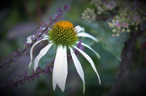 花,自然,春天,自然,夏天,植物,花的 花,自然,春天,自然,夏天,植物,花的