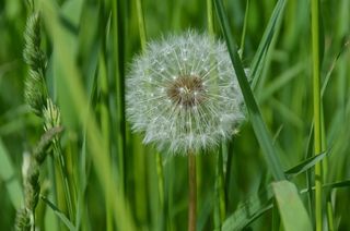 蒲公英，花，植物，白色，绿色，草地，夏天
