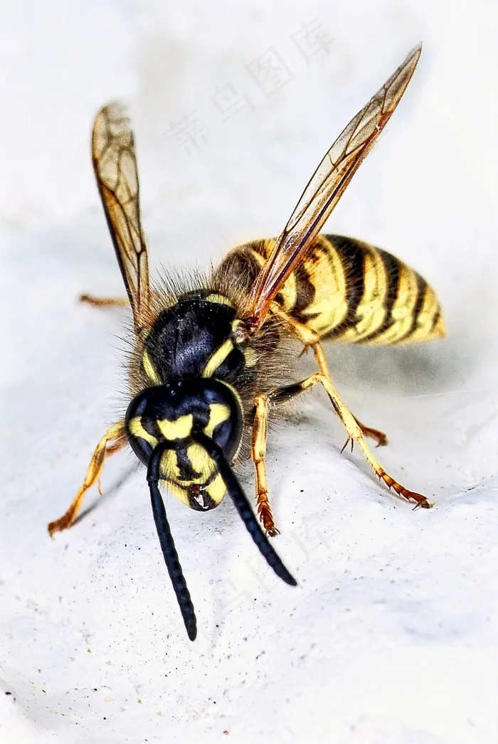 黄蜂，性质，昆虫，黄色，特写，野生动物，Bug