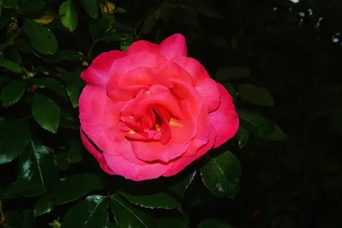 花，开花，关闭，红色κόκκινοΖωολογία，植物，花，绽放，绽放，爱