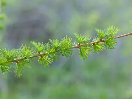 嫩枝,落叶松,绿色,春天,自然 嫩枝,落叶松,绿色,春天,自然