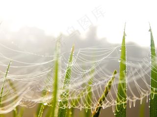 蜘蛛网，绿色，蜘蛛，Web，自然，净，昆虫