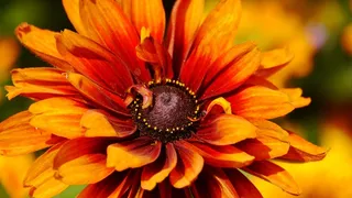 花，黄色花，阴影，夏天，橙色