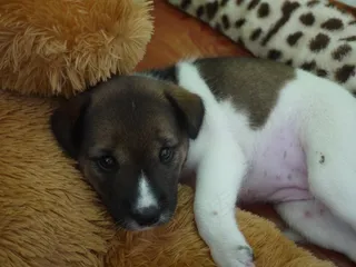 小狗，狗，宠物，可爱，动物，犬，家养