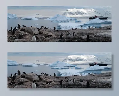 南极洲，企鹅，动物，旅游，荒野