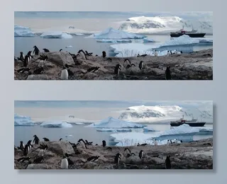 南极洲，企鹅，动物，旅游，荒野