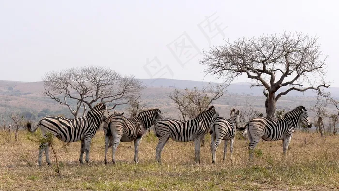 南非，赫卢赫卢韦，斑马，​​野生动物