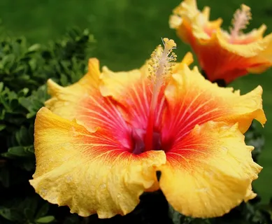 芙蓉,锦葵,鲜花,雌蕊,黄色,红色 芙蓉,锦葵,鲜花,雌蕊,黄色,红色