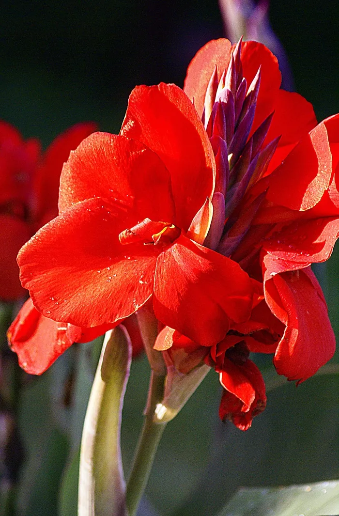 坎纳，坎纳红，花红色，开花，特写