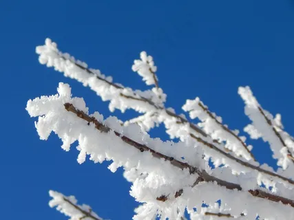霜,雪,科,树,冬季,冷,十二月 霜,雪,科,树,冬季,冷,十二月