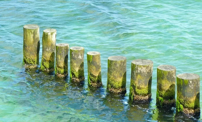 海，海岸，波罗的海，防波堤，Pol，木材