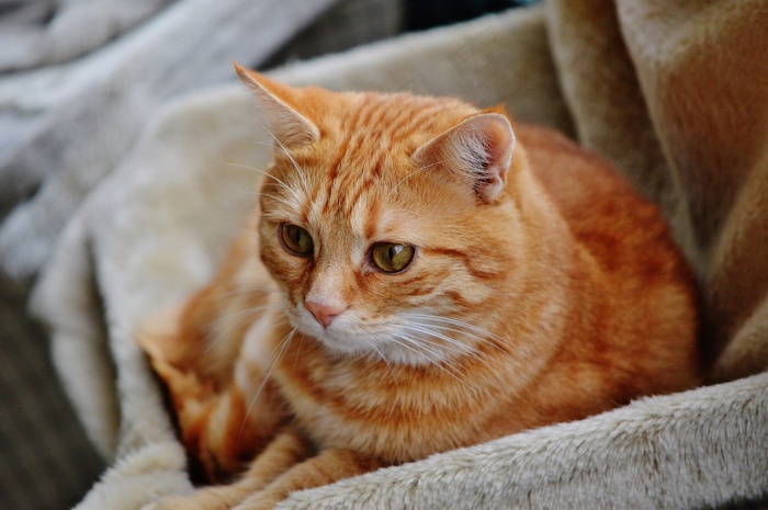 猫，宿醉，红色，可爱，鲭鱼，虎，甜