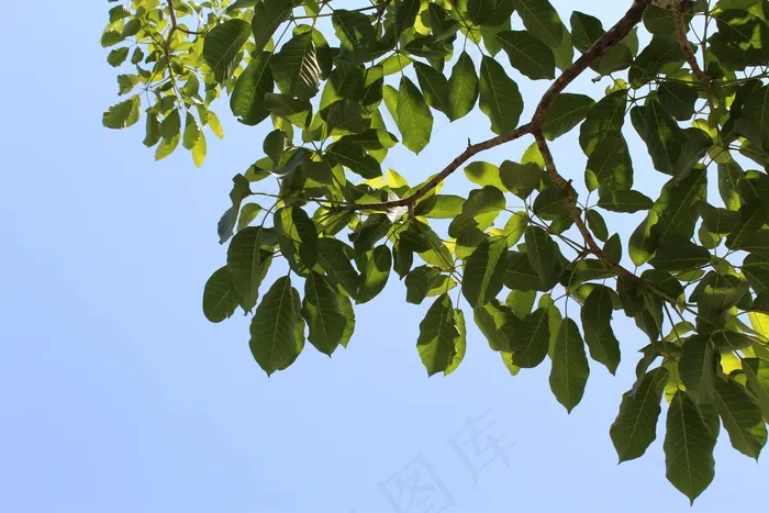 叶子，树，分支机构，绿色，天空，树木，绿色的树叶