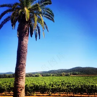 棕榈，藤，酒，南，法国，树，场