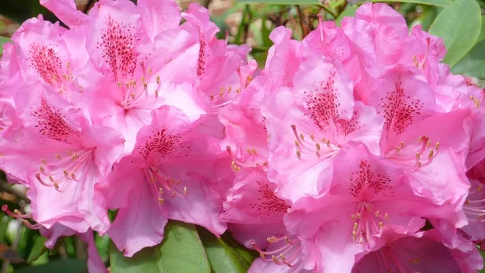 杜鹃，性质，鲜花，喜悦，颜色，花园，粉红色