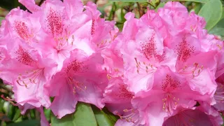 杜鹃，性质，鲜花，喜悦，颜色，花园，粉红色