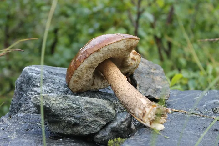 等概率圆，蘑菇，石头