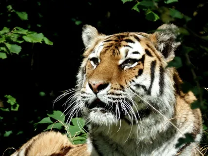 虎,猫,捕食者,大猫,公园,努斯·博格 虎,猫,捕食者,大猫,公园,努斯·博格