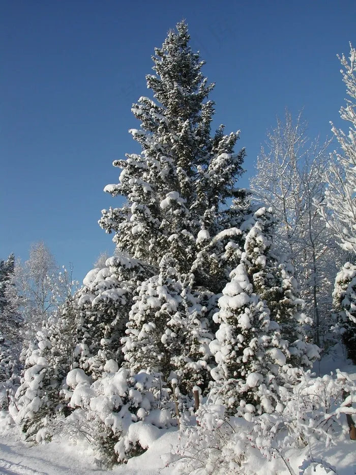 森林，雪，冬冬季，格兰，冷，雪域，白色，瑞典