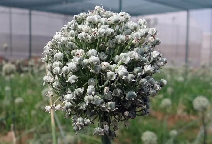 洋葱花，花，花穗，育种