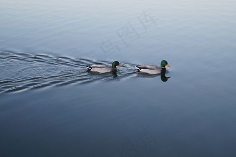 绿头野鸭，鸭子，雄性，游泳，动物，野生动物