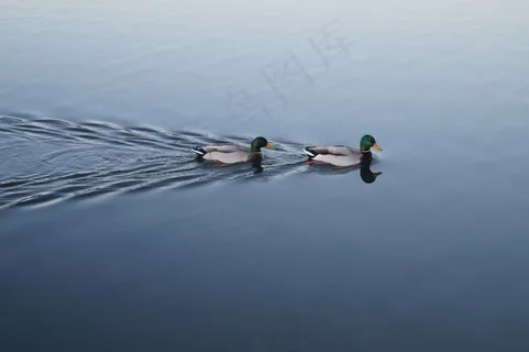 绿头野鸭,鸭子,雄性,游泳,动物,野生动物 绿头野鸭,鸭子,雄性,游泳,动物,野生动物