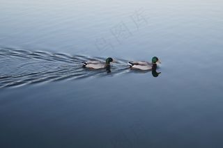 绿头野鸭，鸭子，雄性，游泳，动物，野生动物