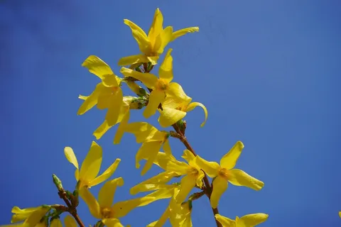 连翘,丁香金,花,开花,盛开,布什 连翘,丁香金,花,开花,盛开,布什