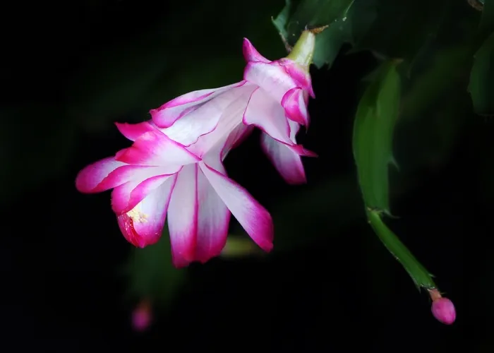 桔小，schlummbergera，圣诞仙人掌，开花